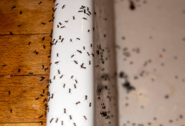 Best Residential Pest Control  in Bensville, MD