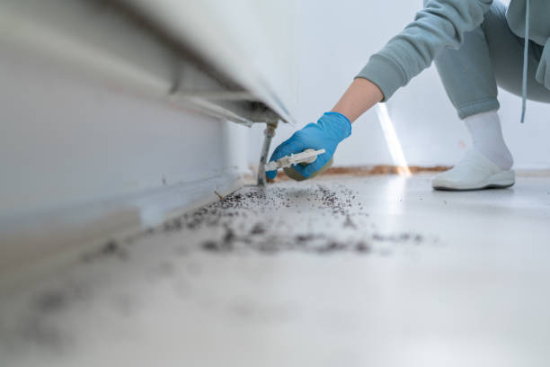 Best Affordable Pest Control Services  in Bensville, MD